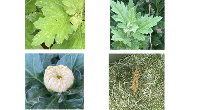 【特殊報】キクにクロゲハナアザミウマ　県内で初めて確認　島根県