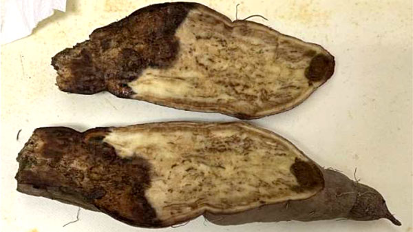 【特殊報】サツマイモ基腐病　府内で初めて確認　京都府