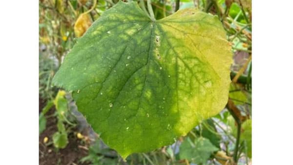 【特殊報】キュウリCABYV　県内で初めて確認　福島県