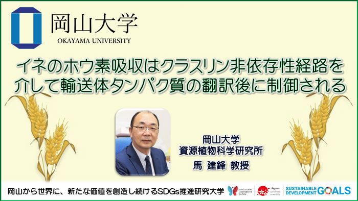 イネのホウ素吸収はクラスリン非依存性経路を介して輸送体タンパク質の翻訳後に制御　岡山大学