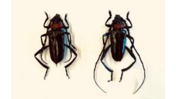 【特殊報】ウメにクビアカツヤカミキリ　府内で初めて確認　京都府