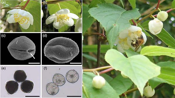 マタタビはハチを欺く？雌花は栄養価の低い偽花粉で資源を節約　岐阜大学