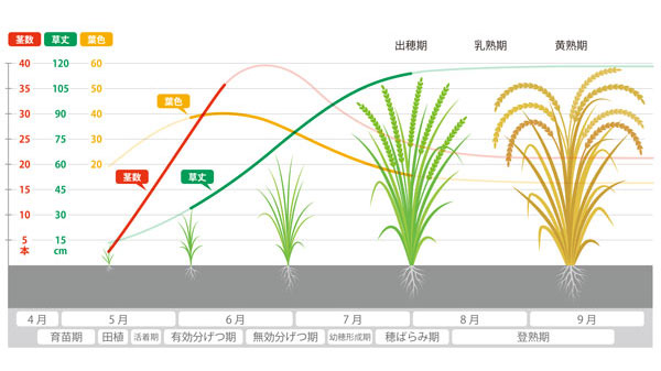 "農業生育モニタリングシステム"開発　スマート農業で実証実験　キヤノン