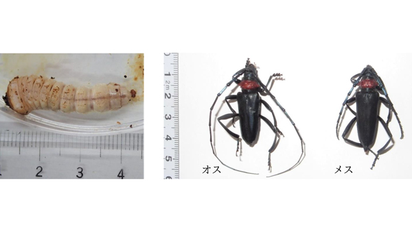 【特殊報】ウメにクビアカツヤカミキリによる被害　県内で初めて確認　三重県