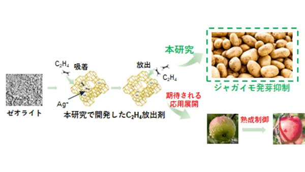 エチレンガスを持続的に放出できる固体材料を開発　農産物の追熟・鮮度保持に期待