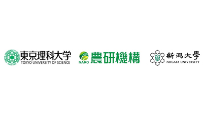 植物に対する病原性因子の環状糖を合成　アノマー反転型糖転移反応を発見