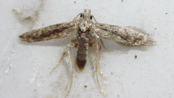 【特殊報】トマトキバガ　府内で初めて確認　大阪府