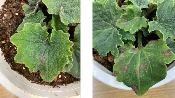【特殊報】シネラリアにキク茎えそウイルス　発生を初めて確認　神奈川県