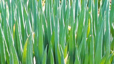 【注意報】白ネギにネギアザミウマ　県内全域で多発のおそれ　大分県
