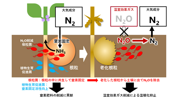高い温室効果ガス削減能力を有する根粒菌の謎を解明　農研機構