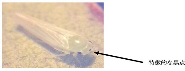 【特殊法】ウメにモモヒメヨコバイ　県内で初めて確認　福井県