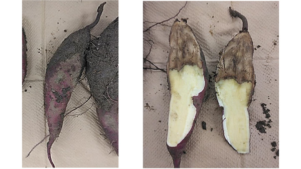 【特殊報】サツマイモ基腐病　県内で初めて確認　福島県