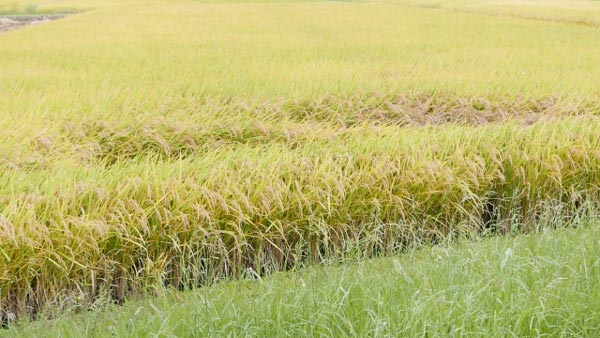 【注意報】イネ縞葉枯病　県西地域、県南の一部地域で発生　茨城県