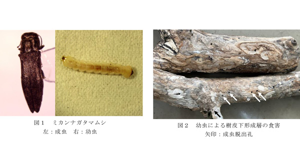 【注意報】カンキツ類にミカンナガタマムシ　県内全域で多発　神奈川県