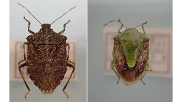 【注意報】県南部を中心に果樹カメムシ類多発　りんご・なしの被害に注意　宮城県