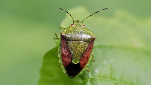 【注意報】かんきつ類、かき、なしに果樹カメムシ類　県下全域で多発のおそれ　宮崎県