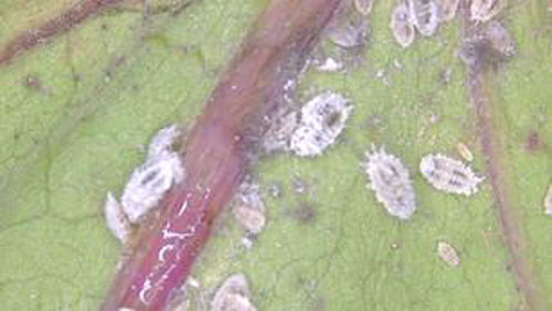 【特殊報】ナスにクロテンコナカイガラムシ　県内で初めて発生を確認　岡山県