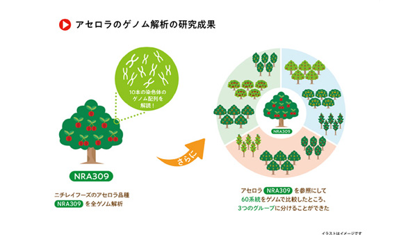 アセロラの研究促進へ　最新ロングリード技術によるアセロラ全ゲノム解読