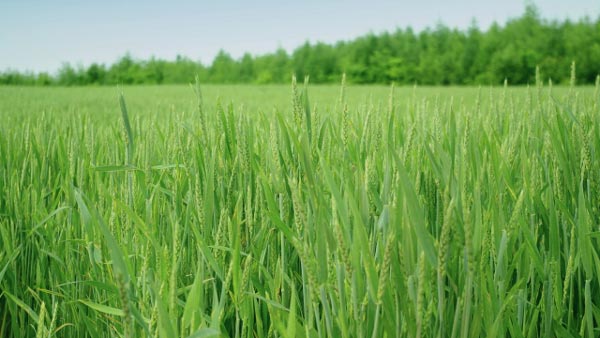 【注意報】ムギ類に赤かび病　県内全域で確認　愛知県