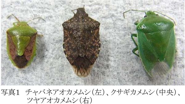 注意報】りんご、なしに果樹カメムシ類 県内全域で多発のおそれ 宮城県