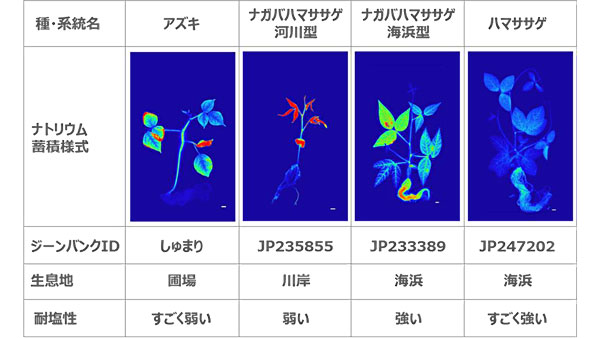 ハマササゲの耐塩性機構が明らかに　作物の耐塩性開発に期待　農研機構