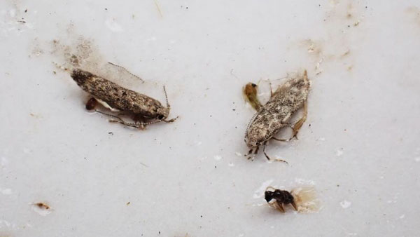 【特殊報】トマトキバガ　県内で初めて発生を確認　静岡県