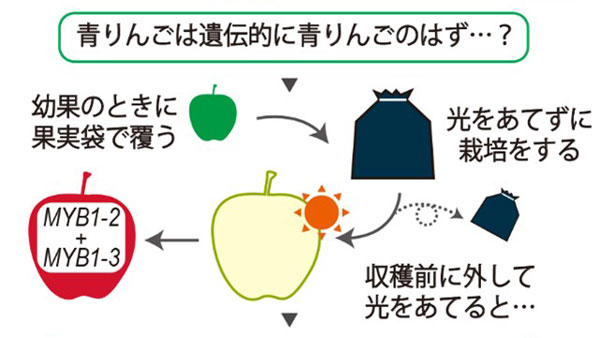 青りんごが赤くなる不思議　眠りから覚めた遺伝子が果皮の色を変えるメカニズム判明　千葉大学