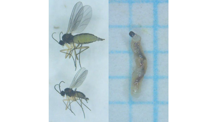 【特殊報】プリムラ、イチゴにチバクロバネキノコバエ発生　多摩地域で確認　東京都