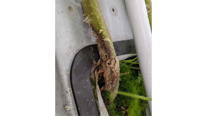 【特殊報】トマト立枯病　西濃地域で確認　岐阜県