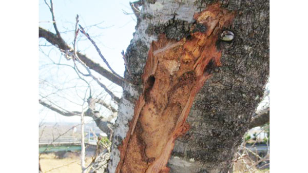 【特殊報】サクラにクビアカツヤカミキリ　県内で初めて発生を確認　岐阜県