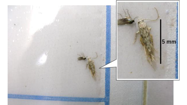 【特殊報】トマトキバガ　県内で初めて確認　滋賀県