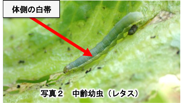 【注意報】シロイチモジヨトウ　県内全域で多発のおそれ　栃木県