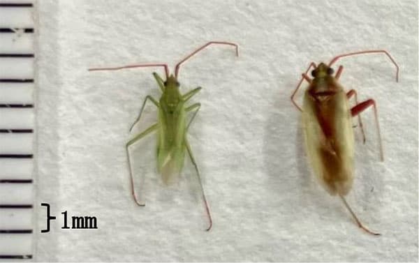 【注意報】大型斑点米カメムシ類、カスミカメムシ類による斑点米発生に注意　千葉県