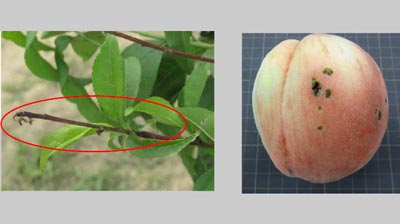 【注意報】モモせん孔細菌病　県下全域で多発の予想　香川県
