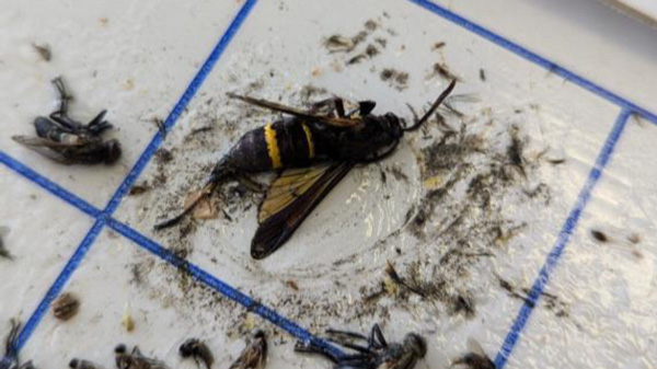 【特殊報】キウイフルーツにキクビスカシバ　県内で初めて確認　和歌山県