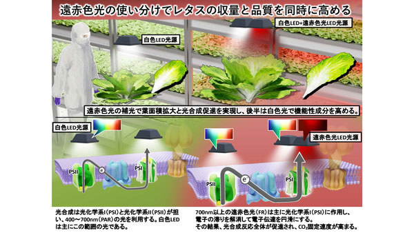 遠赤色光の使い分けで植物工場レタスの収量と品質を両立　光の新レシピ提案　東京大学