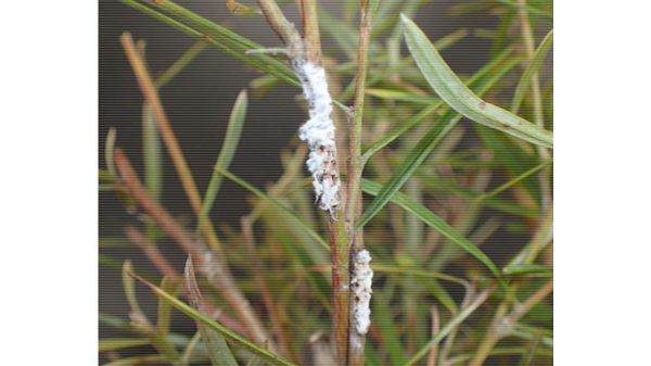 【特殊報】植木類にチュウゴクアミガサハゴロモ　府内で初めて確認　大阪府