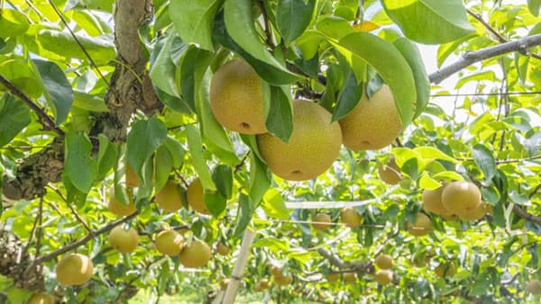 【注意報】ナシ、ブドウなどに果樹カメムシ類　県内全域で多発のおそれ　三重県