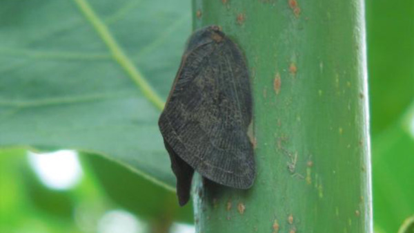 【特殊報】カキ等の果樹にチュウゴクアミガサハゴロモ　県内で初めて確認　岐阜県