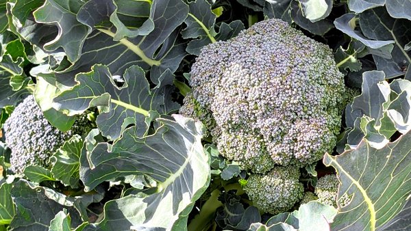 【注意報】あぶらな科野菜にコナガが多飛来　防除開始時期に注意　北海道