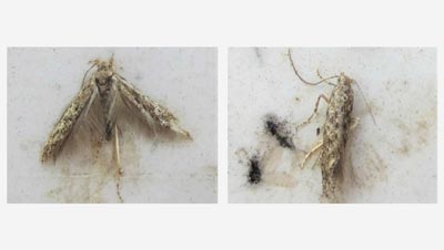 【特殊報】トマトキバガ（チョウ目キバガ科）　県南西部で発生　大分県