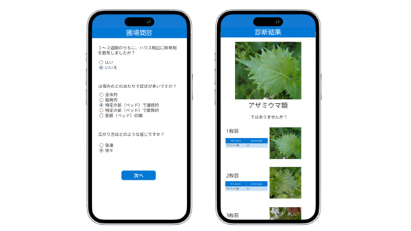 日本一のシソ産地・愛知県と「シソ病害虫AI画像診断技術」開発　ミライ菜園