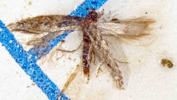 【特殊報】トマトキバガ　印南町で発生　県内で初めて確認　和歌山県