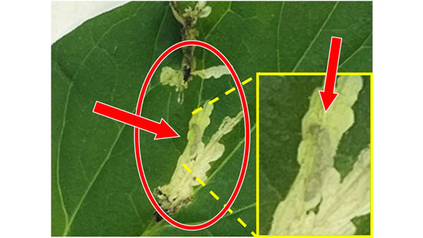 【特殊報】トマトキバガ　幼虫による被害を県内で初めて確認　群馬県