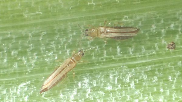 【特殊報】タマネギえそ条斑病が泉州地域で発生　大阪府で初めて確認　大阪府