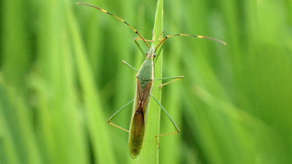 【注意報】斑点米カメムシ類　県下全域で多発のおそれ　富山県