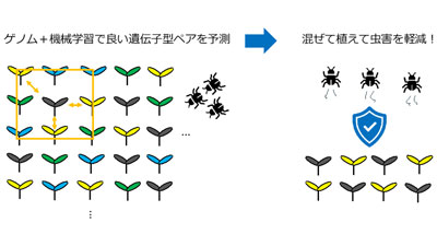 生物多様性の力で虫害を防ぐ　混ぜて植えるべき植物の遺伝子型ペアをゲノム情報から予測