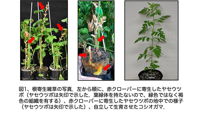 根寄生雑草が宿主植物由来の発芽シグナル分子　生産能力を有すると解明　明治大