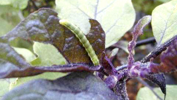 【注意報】野菜類と花き類にオオタバコガ　県内全域で多発のおそれ　埼玉県