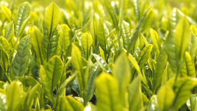 【注意報】茶のカンザワハダニ　寄生虫数・発生葉率が過去10年で最も高く　福岡県
